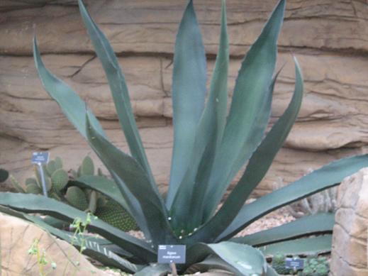 Agave mandaianum 