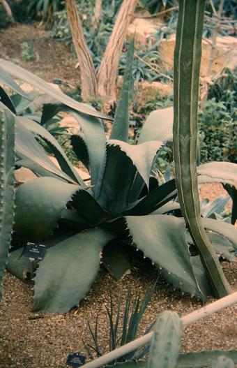 Agave mitriformis 