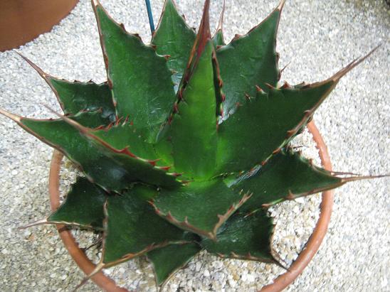 Agave montana 