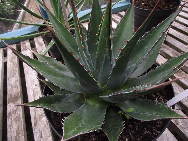 Agave montana 