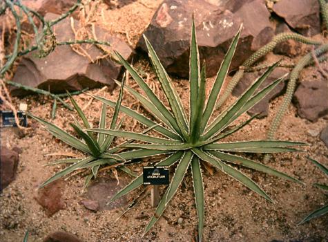 Agave multilineata 