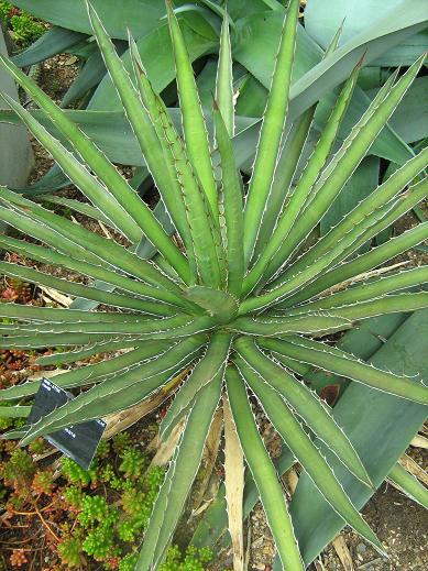 Agave multilineata 