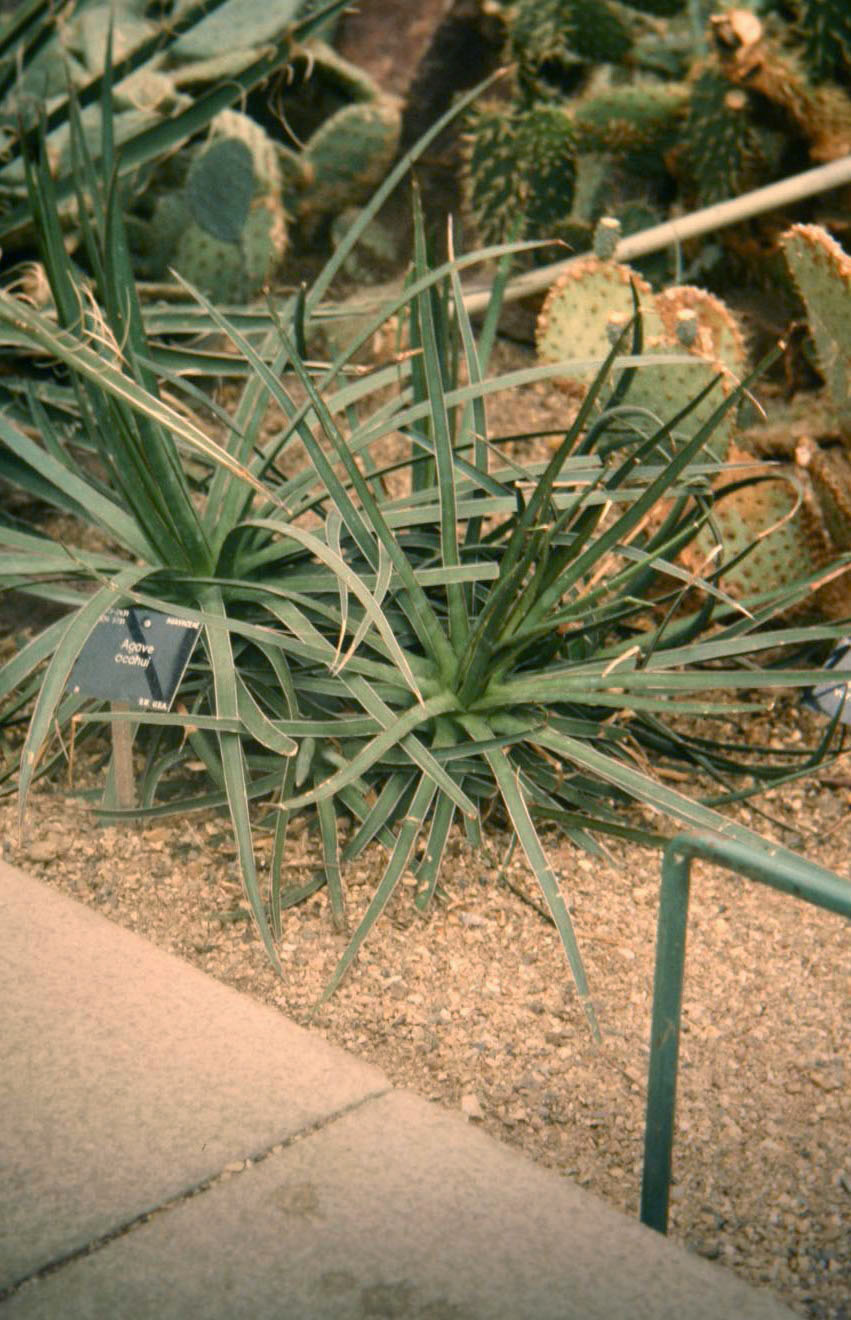 Agave ocahui 