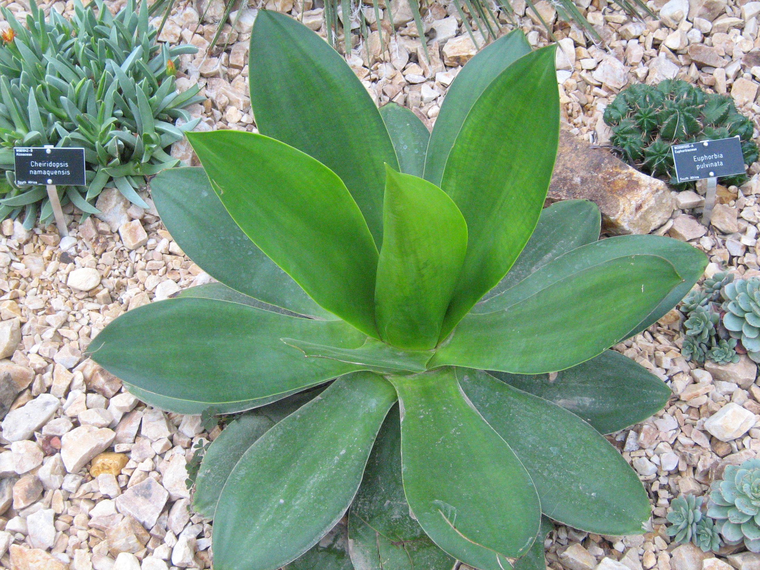 Agave ocahui 