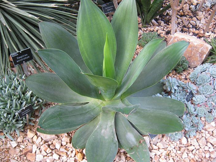 Agave ocahui 