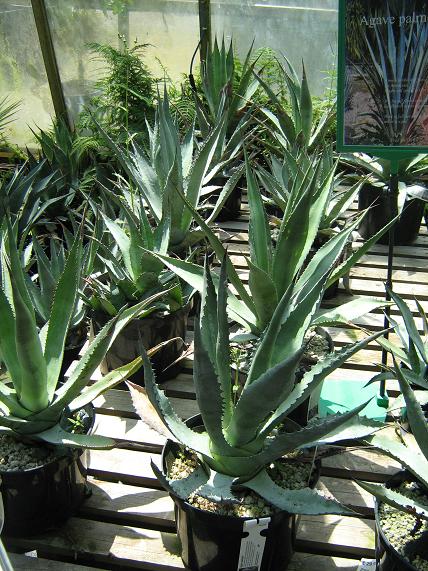 Agave palmeri 