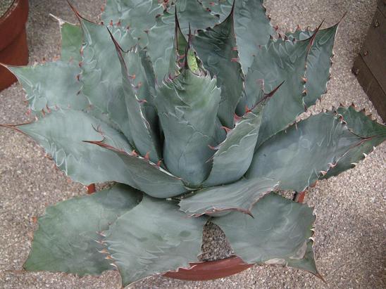 Agave parasana 