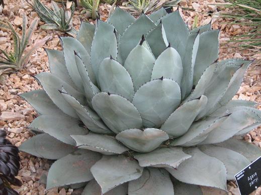 Agave parryi 