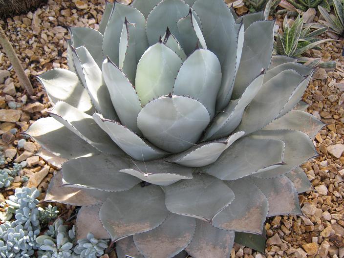 Agave parryi 