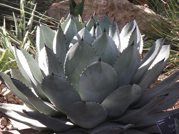 Agave parryi 