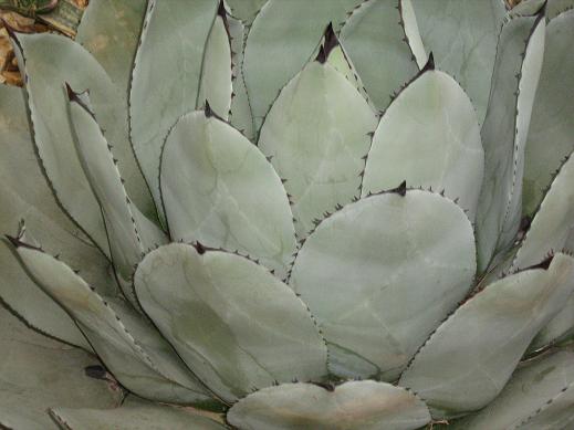 Agave parryi 