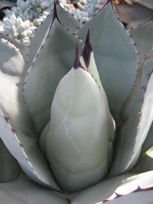 Agave parryi 