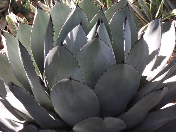 Agave parryi 