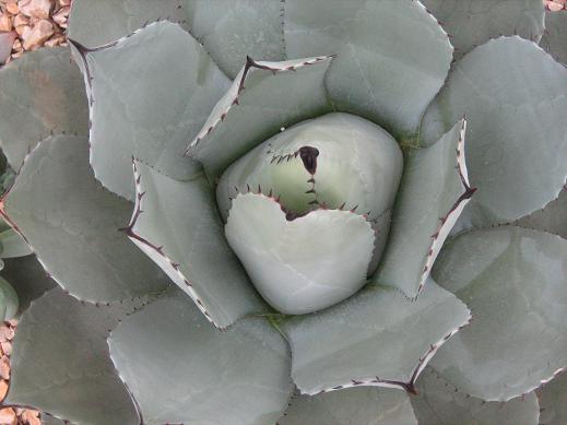 Agave parryi 