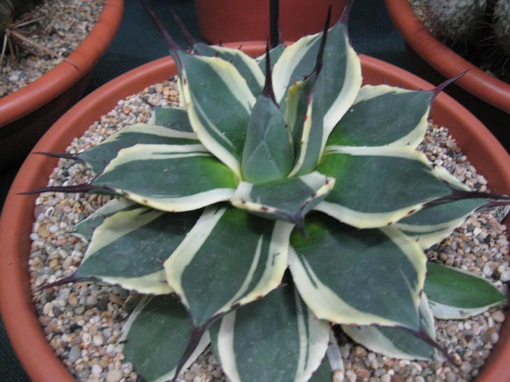 Agave parryi var truncata 'Variegata' 