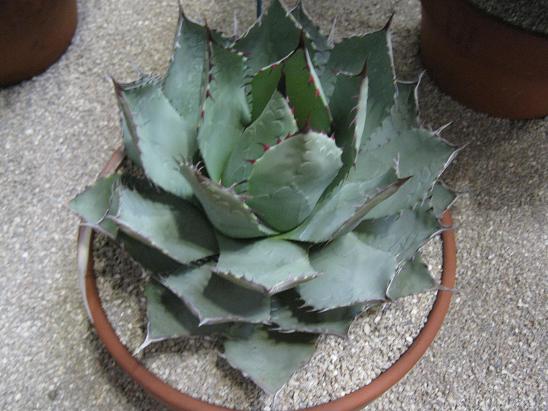 Agave parryi var utahensis 