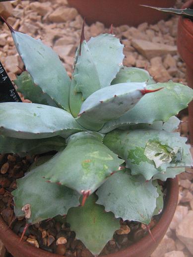 Agave potatorum 