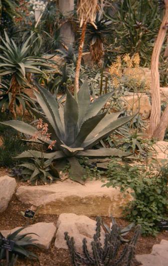 Agave potatorum 