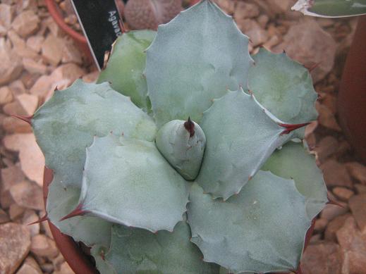 Agave potatorum 