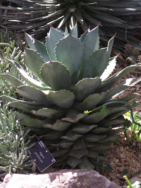 Agave potatorum 