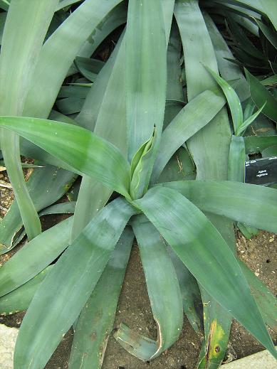 Agave regeliana 