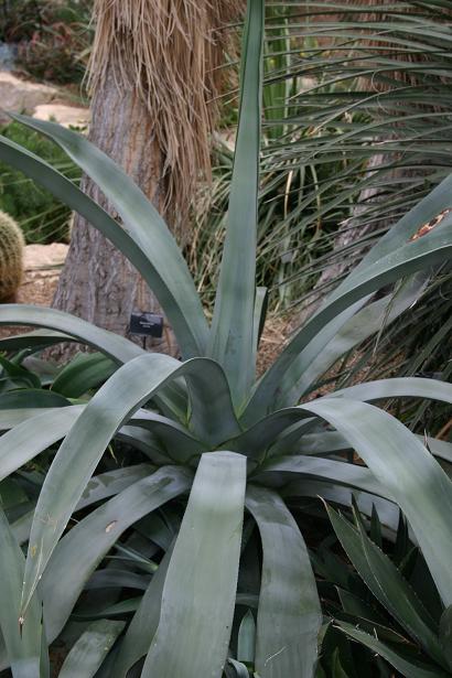 Agave regeliana 