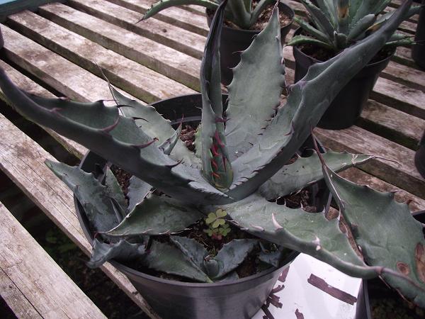 Agave salmiana 