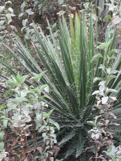 Agave schidigera 