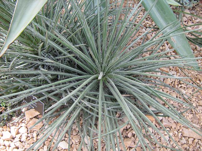 Agave schottii 