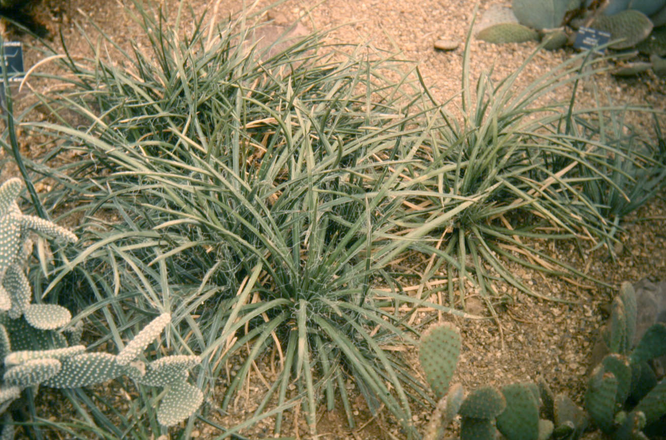 Agave schottii 