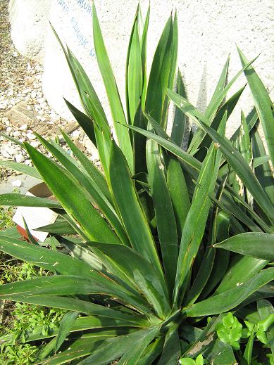 Agave sisalana 