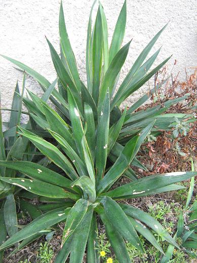 Agave sisalana 