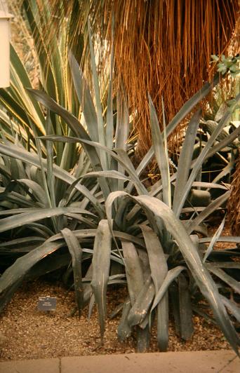 Agave sisalana 