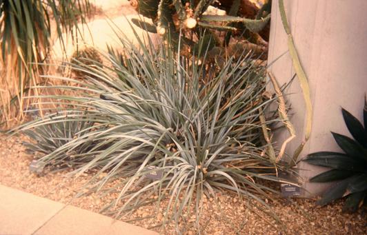 Agave striata 