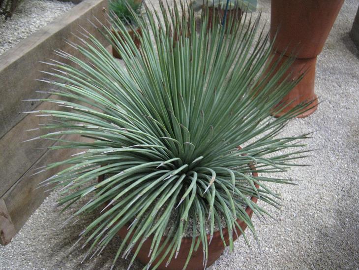 Agave striata 