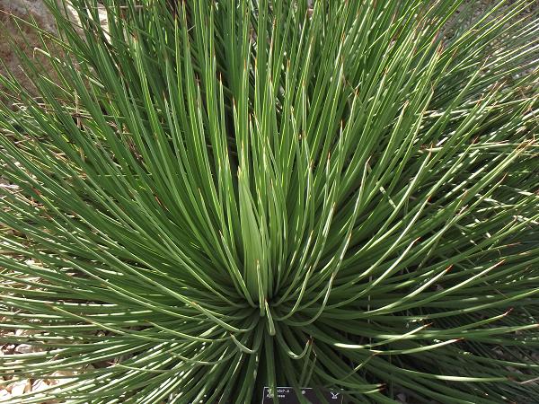 Agave stricta 