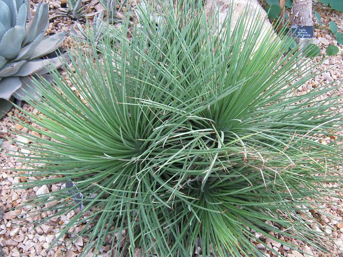 Agave stricta 