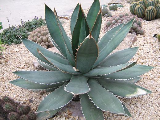 Agave titanota 