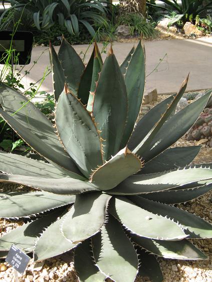 Agave titanota 