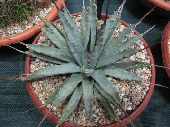 Agave utahensis 