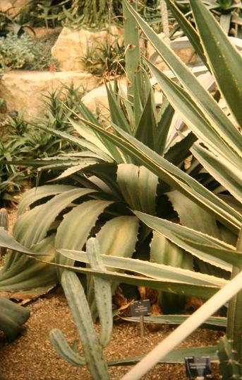 Agave verschaffeltii v crenata 