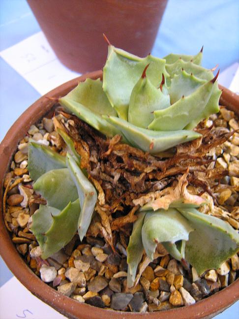 Agave verschaffeltii 'Minima' 