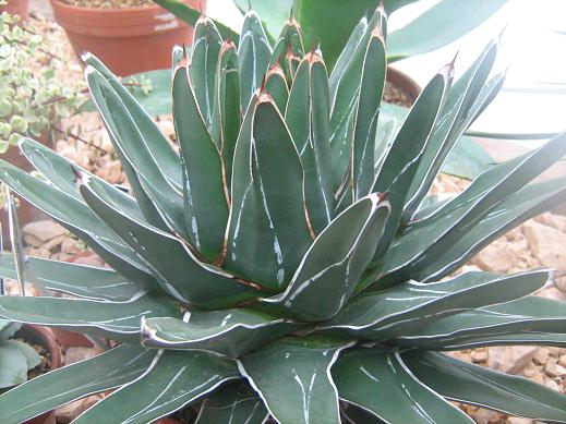 Agave victoria-reginae 