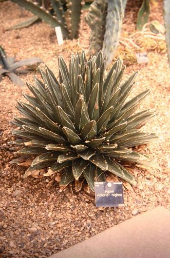 Agave victoria-reginae 