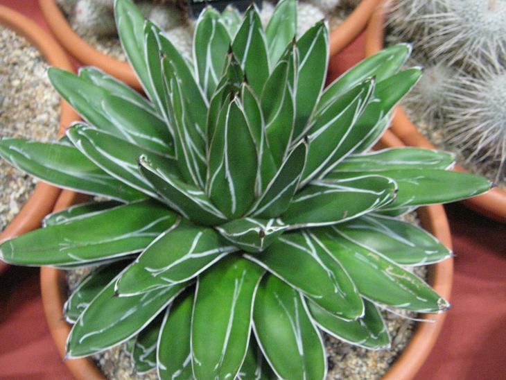 Agave victoria-reginae 