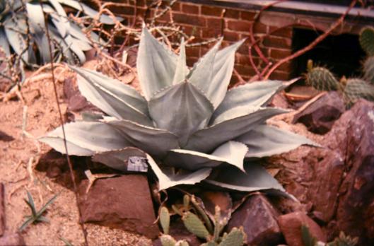 Agave wislizenii 