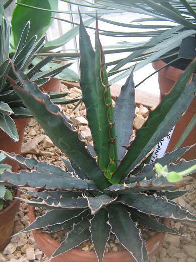 Agave xylonacantha 