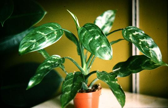 Aglaonema commutatum 