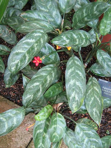 Aglaonema commutatum maculatum 