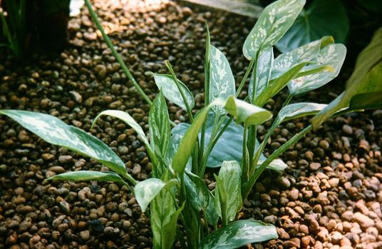 Aglaonema commutatum 'Malay Beauty' 